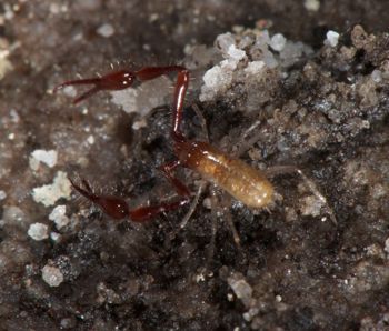 Media type: image;   Invertebrate Zoology 21577